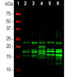 MBP Antibody (7G7), Novus Biologicals:Antibodies:Primary Antibodies