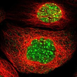 MCAF1 Antibody, Novus Biologicals 0.1mL; Unlabeled:Antibodies, Polyclonal