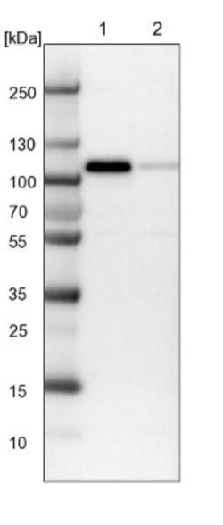 MCC Antibody, Novus Biologicals:Antibodies:Primary Antibodies