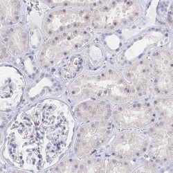 MCM2 Antibody, Novus Biologicals 0.1mL; Unlabeled:Antibodies, Polyclonal