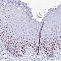 MCM2 Antibody, Novus Biologicals:Antibodies:Primary Antibodies