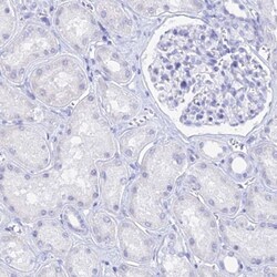 MCM2 Antibody, Novus Biologicals:Antibodies:Primary Antibodies