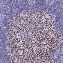 MCM2 Antibody, Novus Biologicals:Antibodies:Primary Antibodies