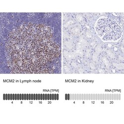 MCM2 Antibody, Novus Biologicals:Antibodies:Primary Antibodies