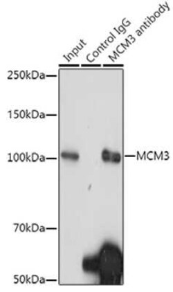 MCM3 Rabbit anti-Human, Mouse, Rat, Clone: 9Z5W4, Novus Biologicals 100 &mu;g | Buy Online | Novus Biologicals | Fisher Scientific