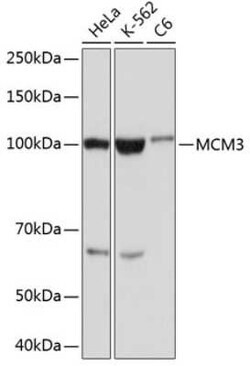 MCM3 Rabbit anti-Human, Mouse, Rat, Clone: 9Z5W4, Novus Biologicals 100 &mu;g | Buy Online | Novus Biologicals | Fisher Scientific