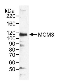 MCM3 Antibody, Novus Biologicals 0.1mL; Unlabeled:Antibodies, Polyclonal