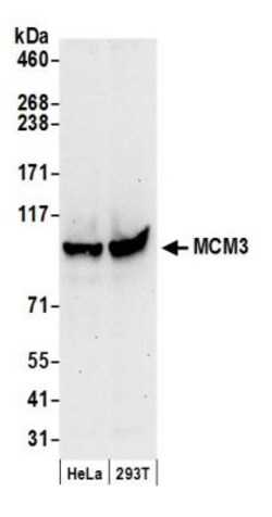 MCM3 Antibody, Novus Biologicals 0.1mL; Unlabeled:Antibodies, Polyclonal