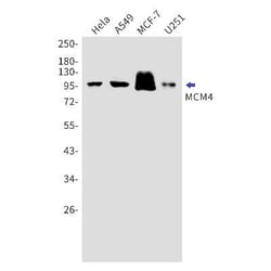 MCM4 Rabbit anti-Human, Mouse, Clone: S02-8F8, Novus Biologicals:Antibodies:Primary