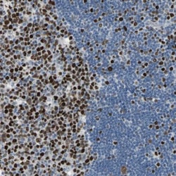 MCM4 Antibody, Novus Biologicals:Antibodies:Primary Antibodies