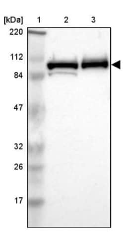 MCM4 Antibody, Novus Biologicals:Antibodies:Primary Antibodies