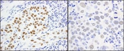 MCM5 Antibody, Novus Biologicals 0.1mL; Unlabeled:Antibodies, Polyclonal