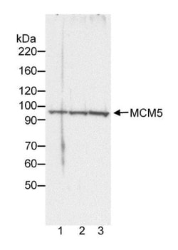 MCM5 Antibody, Novus Biologicals 0.1mL; Unlabeled:Antibodies, Polyclonal