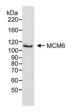 MCM6 Antibody, Novus Biologicals 0.1mg; Unlabeled:Antibodies, Polyclonal