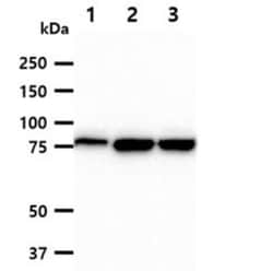 MCM7 Mouse anti-Human, Clone: 118H7, Novus Biologicals 50uL; Unlabeled:Antibodies,