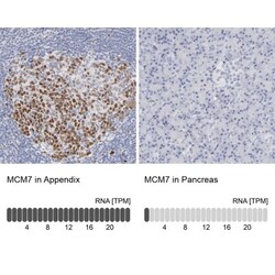 MCM7 Antibody, Novus Biologicals 25 &mu;L; Unlabeled:Antibodies, Polyclonal