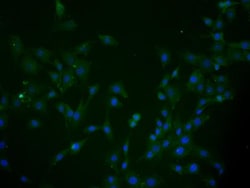 MCTP2 Antibody, Novus Biologicals 0.1mL; Unlabeled:Antibodies, Polyclonal