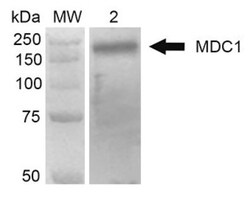 MDC1 Antibody (P2B11), Novus Biologicals 0.1mg; Unlabeled:Antibodies, Monoclonal