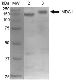 MDC1 Antibody (P2B11), Novus Biologicals 0.1mg; Unlabeled:Antibodies, Monoclonal