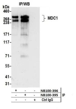 MDC1 Antibody, Novus Biologicals 0.1mL; Unlabeled:Antibodies, Polyclonal