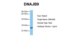 MDG1 Antibody, Novus Biologicals 0.05mg; Unlabeled:Antibodies, Polyclonal