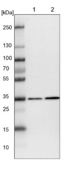 MDH1 Antibody, Novus Biologicals:Antibodies:Primary Antibodies