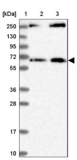MDM1 Antibody, Novus Biologicals 0.1mL; Unlabeled:Antibodies, Polyclonal