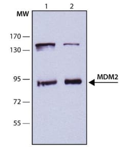 MDM2/HDM2 Antibody (HDM2-323) - BSA Free, Novus Biologicals 0.1mL; Unlabeled:Antibodies,