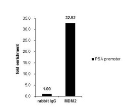 MDM2/HDM2 Antibody, Novus Biologicals 0.1mL; Unlabeled:Antibodies, Polyclonal