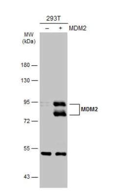 MDM2/HDM2 Antibody, Novus Biologicals 0.1mL; Unlabeled:Antibodies, Polyclonal