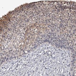 MDN1 Antibody, Novus Biologicals:Antibodies:Primary Antibodies