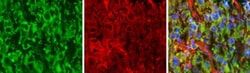 ME1 Antibody (15611), Novus Biologicals 0.1mL; Unlabeled:Antibodies, Monoclonal