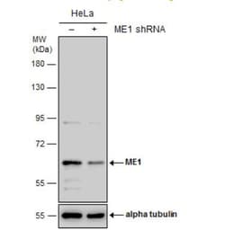 ME1 Antibody (736), Novus Biologicals 0.1mL; Unlabeled:Antibodies, Monoclonal