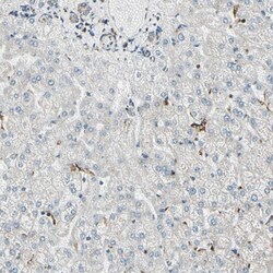 ME2 Antibody, Novus Biologicals:Antibodies:Primary Antibodies