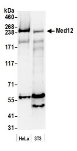 MED12 Antibody, Novus Biologicals 100 &mu;L | Buy Online | Novus Biologicals | Fisher Scientific