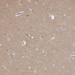 MED12L Antibody, Novus Biologicals 25 &mu;L; Unlabeled:Antibodies, Polyclonal