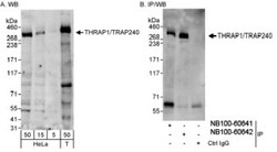 MED13 Antibody, Novus Biologicals 0.1mL; Unlabeled:Antibodies, Polyclonal