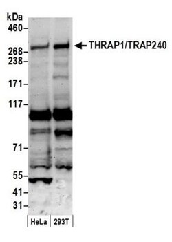 MED13 Antibody, Novus Biologicals 0.1mL; Unlabeled:Antibodies, Polyclonal