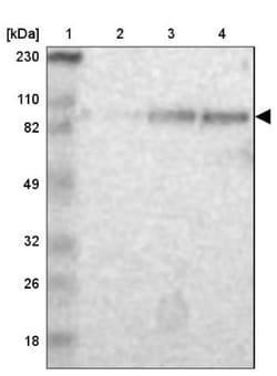 MED15 Antibody, Novus Biologicals 0.1mL; Unlabeled:Antibodies, Polyclonal