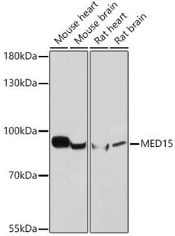 MED15 Rabbit anti-Human, Mouse, Rat, Polyclonal, Novus Biologicals 100