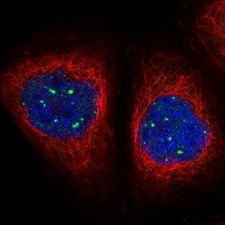 MED19 Antibody, Novus Biologicals:Antibodies:Primary Antibodies