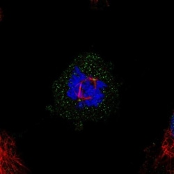 MED20 Antibody, Novus Biologicals:Antibodies:Primary Antibodies