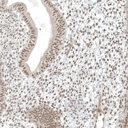 MED20 Antibody, Novus Biologicals:Antibodies:Primary Antibodies