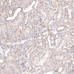 MED20 Antibody, Novus Biologicals:Antibodies:Primary Antibodies