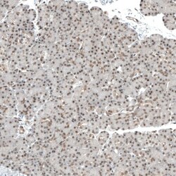 MED20 Antibody, Novus Biologicals:Antibodies:Primary Antibodies