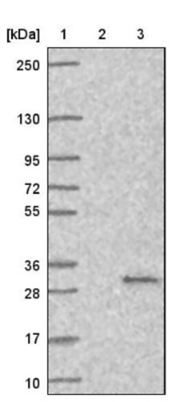 MED20 Antibody, Novus Biologicals:Antibodies:Primary Antibodies