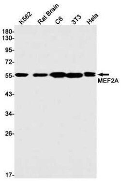 MEF2A Rabbit anti-Human, Mouse, Rat, Clone: S04-2C8, Novus Biologicals:Antibodies:Primary