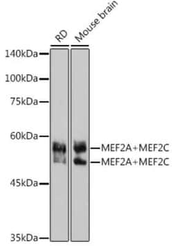MEF2A/C Rabbit anti-Human, Mouse, Clone: 10I9G9, Novus Biologicals 100
