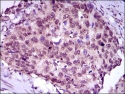 MEF2C Antibody (6H2G2) - BSA Free, Novus Biologicals:Antibodies:Primary