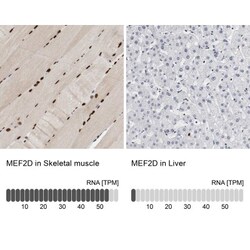 MEF2D Antibody, Novus Biologicals:Antibodies:Primary Antibodies